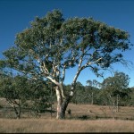 Eucalyptus blakelyi flora ALA source