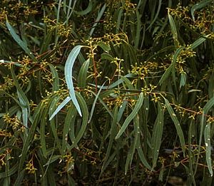 Eucalyptus camaldulensis flora ALA source