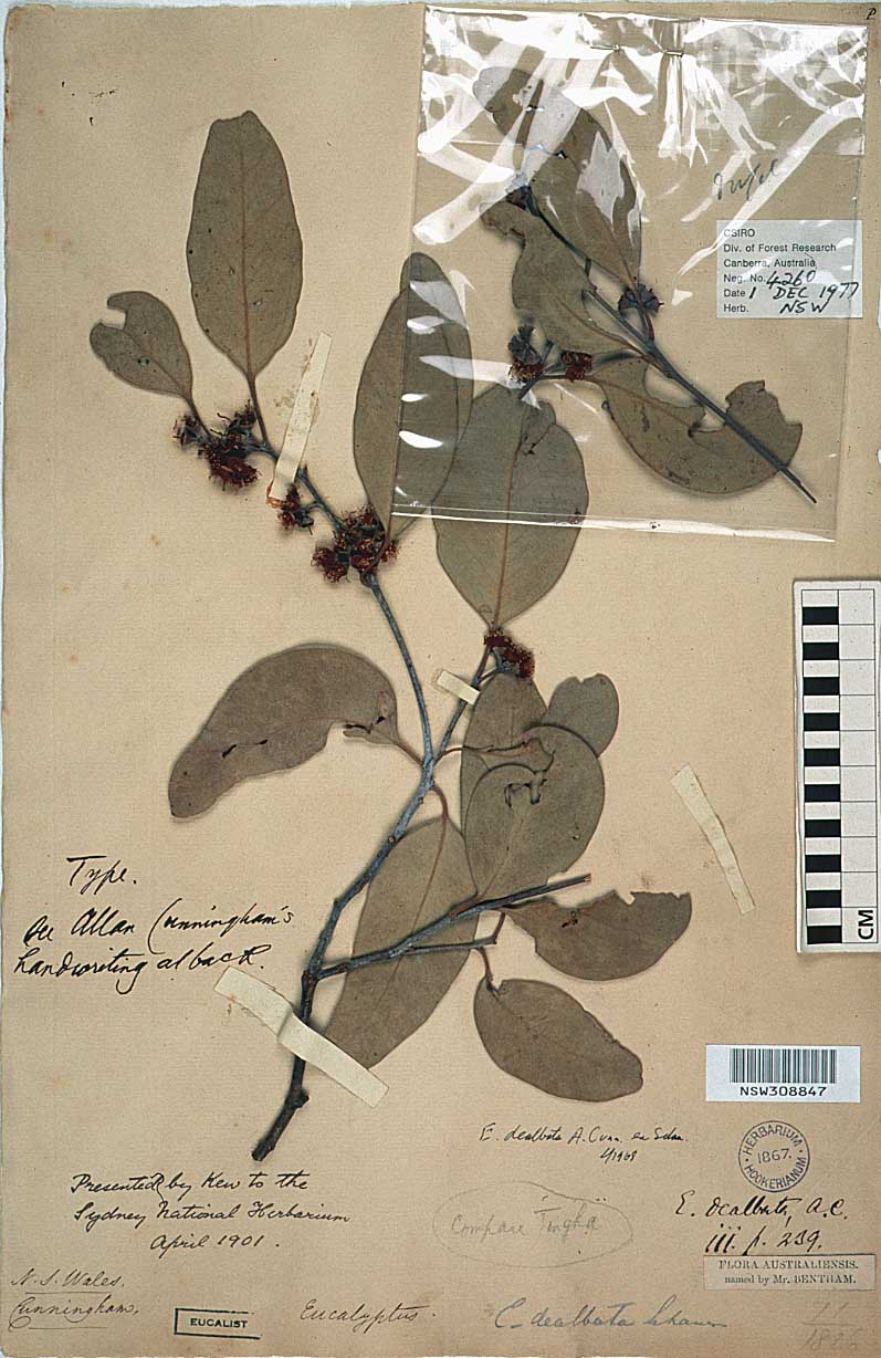 Eucalyptus dealbata flora ALA source