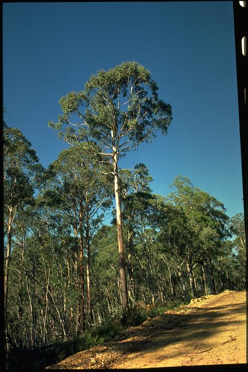 Eucalyptus delegatensis flora ALA source