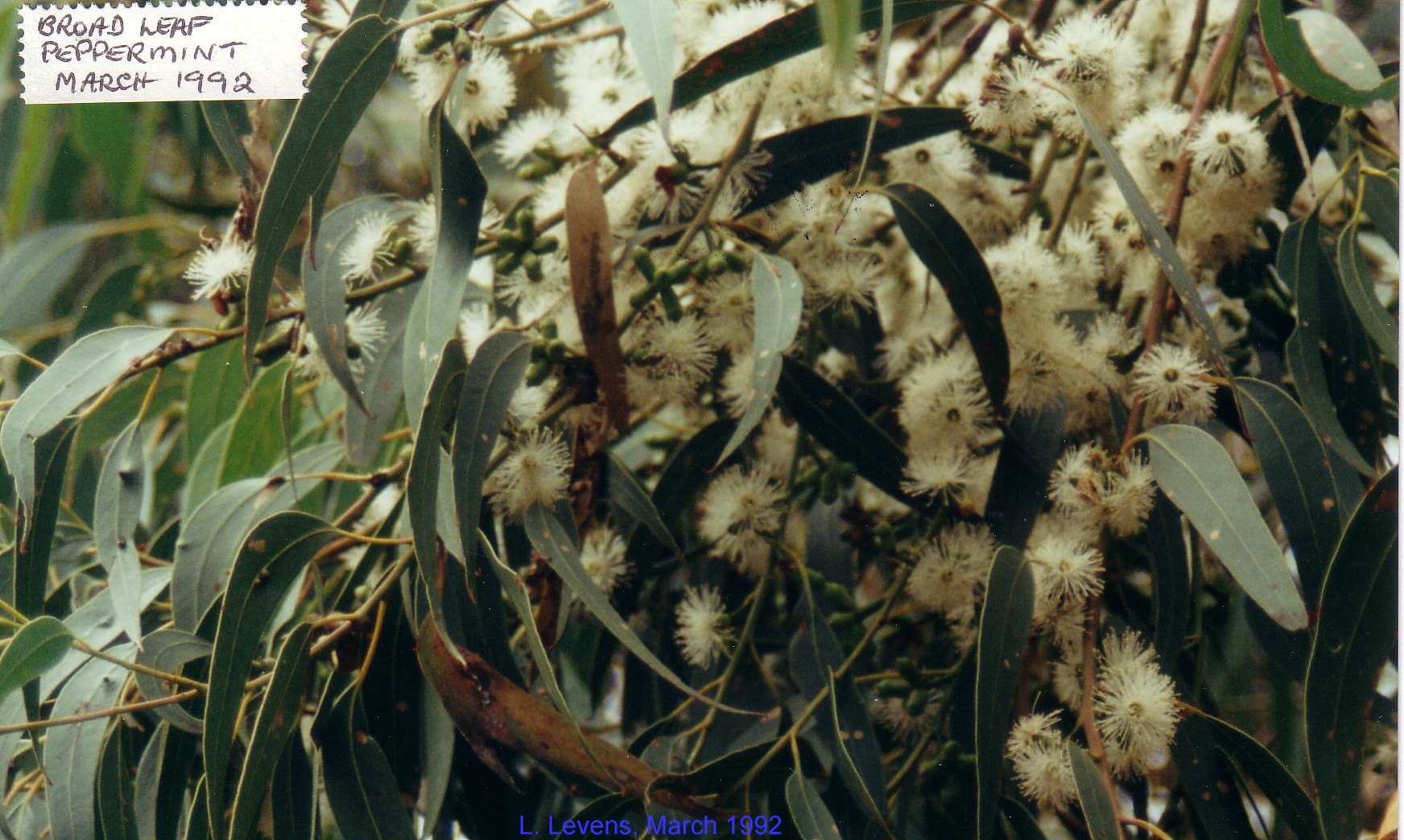 Eucalyptus dives flora ALA source