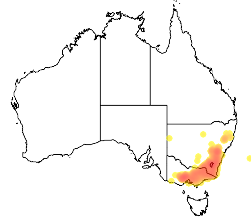 Eucalyptus dives flora location map
