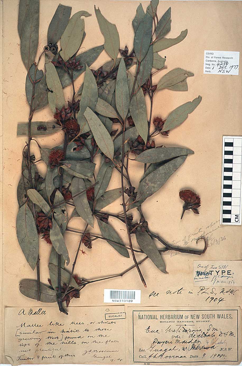 Eucalyptus dwyeri flora ALA source