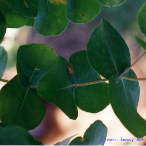 Eucalyptus goniocalyx flora ALA source