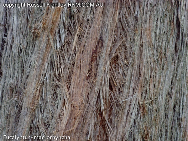 Eucalyptus macrorhyncha flora ALA source