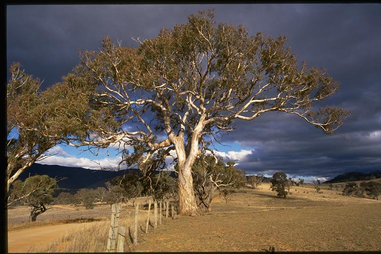 Eucalyptus melliodora flora ALA source