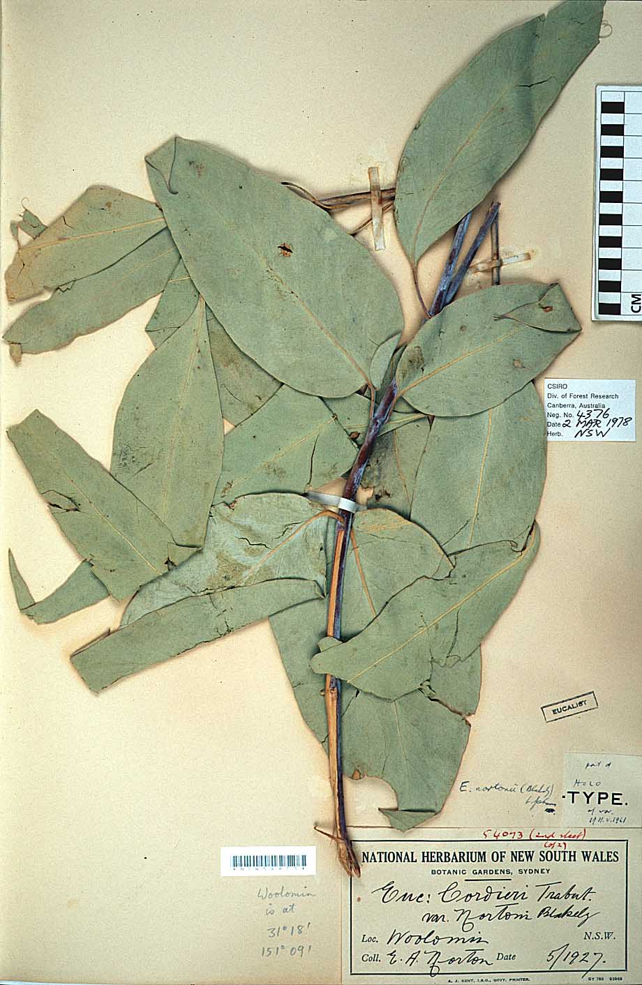 Eucalyptus nortonii flora ALA source