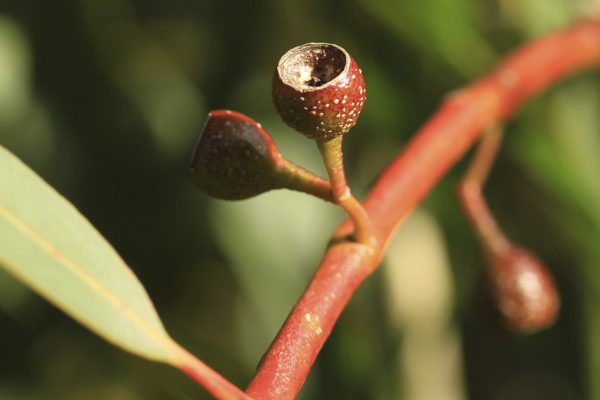 Eucalyptus pauciflora flora ALA source