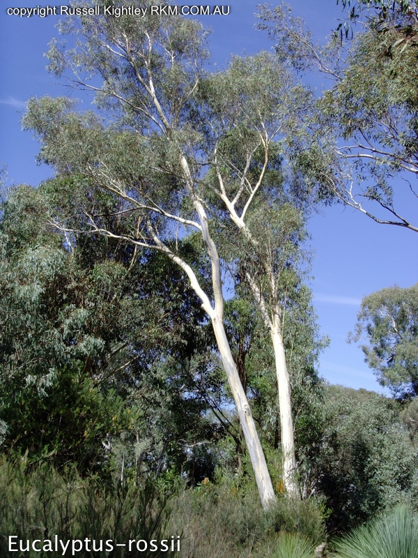 Eucalyptus rossii flora ALA source