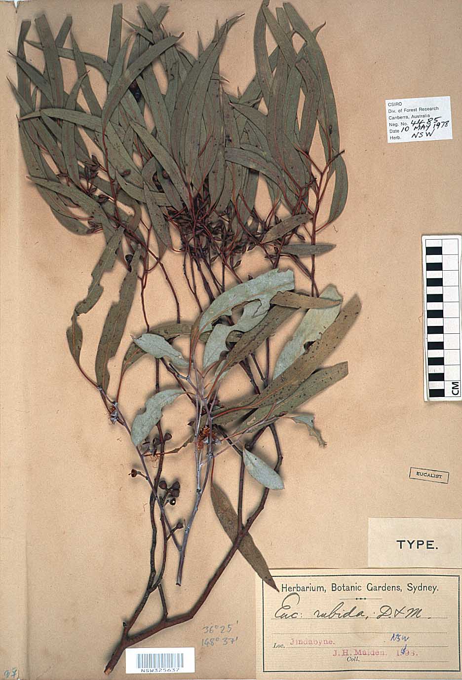 Eucalyptus rubida flora ALA source