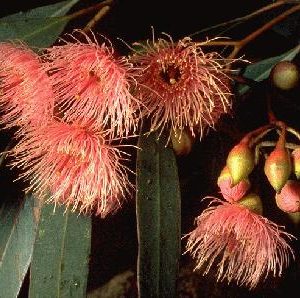 Eucalyptus sideroxylon flora ALA source