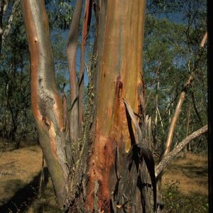 Eucalyptus stellulata flora ALA source