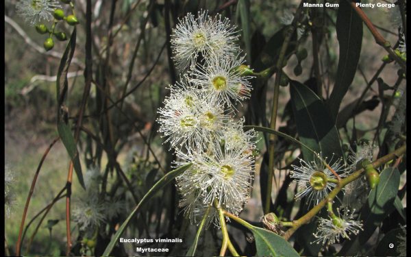 Eucalyptus viminalis flora ALA source