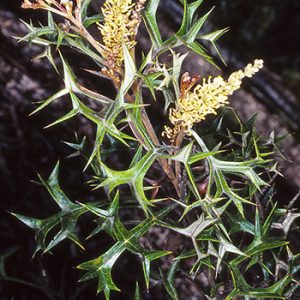 Grevillea ramosissima flora ALA source