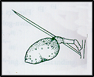 Hakea leucoptera (outline)