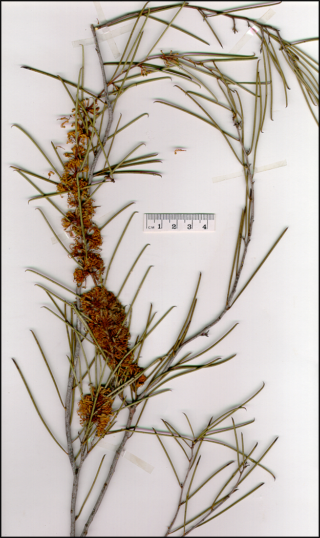 Hakea tephrosperma (base)