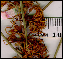 Hakea tephrosperma (f)