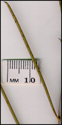 Hakea tephrosperma (l)