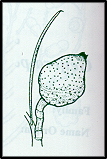Hakea tephrosperma (outline)