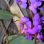 Hardenbergia violacea flora ALA source