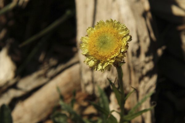 Helichrysum rutidolepis flora ALA source