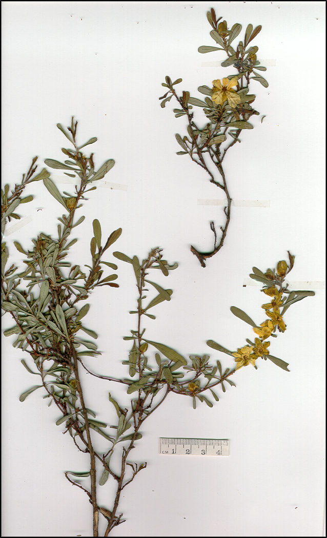 Hibbertia obtusifolia (base)
