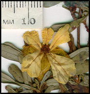 Hibbertia obtusifolia (f)
