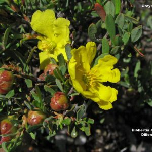 Hibbertia obtusifolia flora ALA source