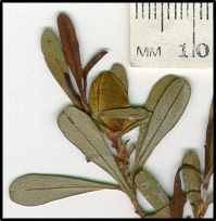 Hibbertia obtusifolia (l)