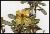 Hibbertia obtusifolia (lq)