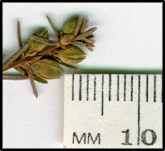 Hibbertia riparia (b)