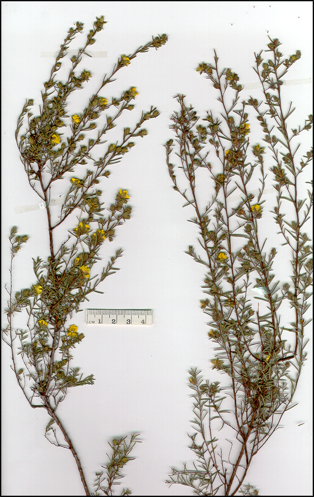 Hibbertia riparia (base)