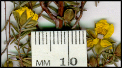 Hibbertia riparia (f)