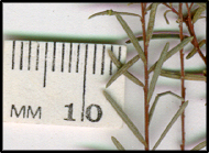 Hibbertia riparia (l)