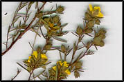 Hibbertia riparia (lq)
