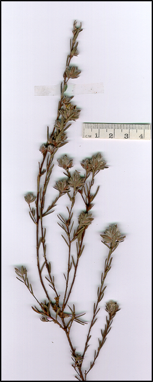 Hibbertia sericea (base)