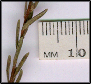 Hibbertia sericea (l)