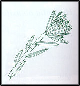 Hibbertia sericea (outline)