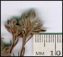 Hibbertia sericea (s)