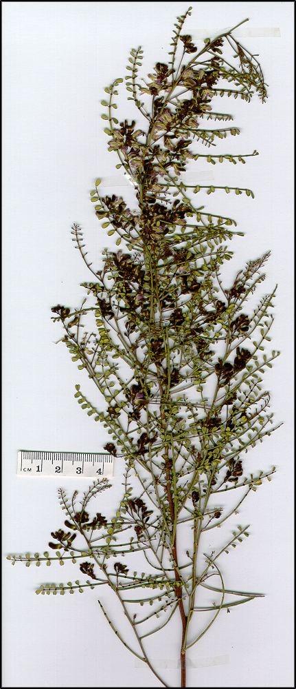 Indigofera adesmiifolia (base)