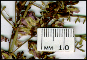 Indigofera adesmiifolia (f)