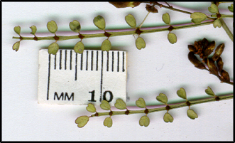 Indigofera adesmiifolia (l)