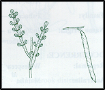 Indigofera adesmiifolia (outline)
