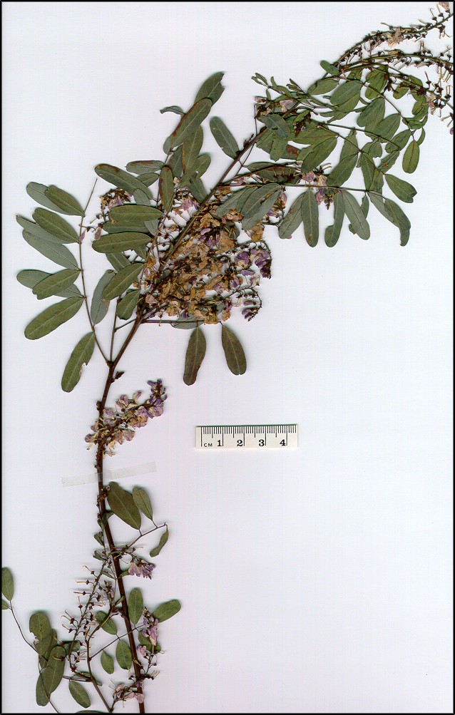 Indigofera australis (base)