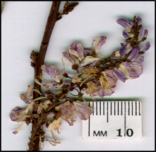 Indigofera australis (f)