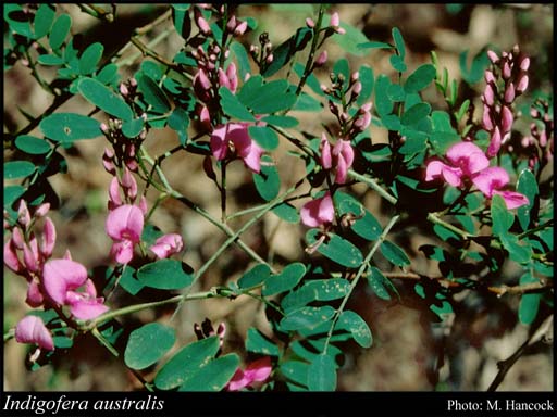 Indigofera australis flora ALA source