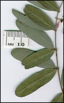 Indigofera australis (l)