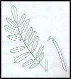 Indigofera australis (outline)