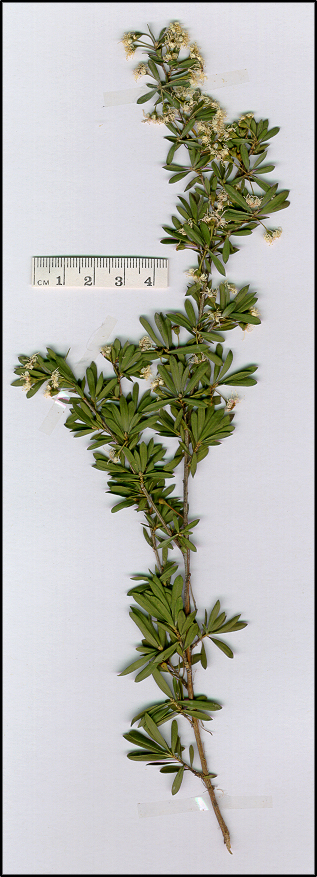 Kunzea ericoides (base)