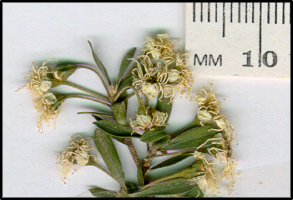Kunzea ericoides (f)